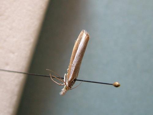 Agriphila latistria